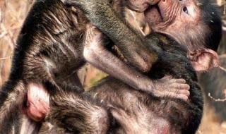 印度亲嘴歌 印度亲嘴歌